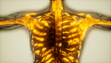 Menschliche-Skelettknochen-Scannen-Leuchtend
